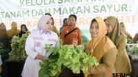 Pemkab Situbondo Bagikan Sayur Sawi Organik Gratis