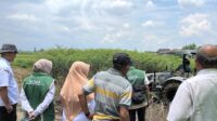 foto 1 Mahasiswa PSDKU Universitas Brawijaya Kediri Berkontribusi dalam Persiapan dan Pelaksanaan Event Expo Pertanian Nasional GERTEK 2026