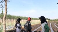 foto Mempelajari Sistem Kemitraan Produksi Benih, Mahasiswa MBKM PSDKU Universitas Brawijaya Kediri Ikuti Supervisi Lapang PT Wira Agro Nusantara Sejahtera