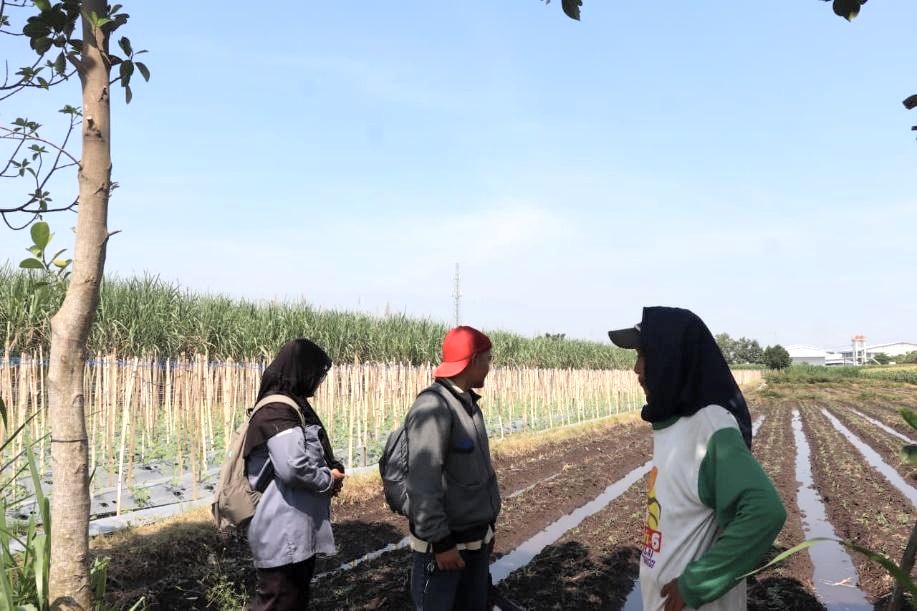 Mempelajari Sistem Kemitraan Produksi Benih, Mahasiswa MBKM PSDKU Universitas Brawijaya Kediri Ikuti Supervisi Lapang PT Wira Agro Nusantara Sejahtera