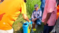foto Mahasiswa PSDKU Universitas Brawijaya Kediri Ikuti Praktik Pembuatan Asam Humat pada Sekolah Lapang PHT Cabai Bersama Petani Desa Menang