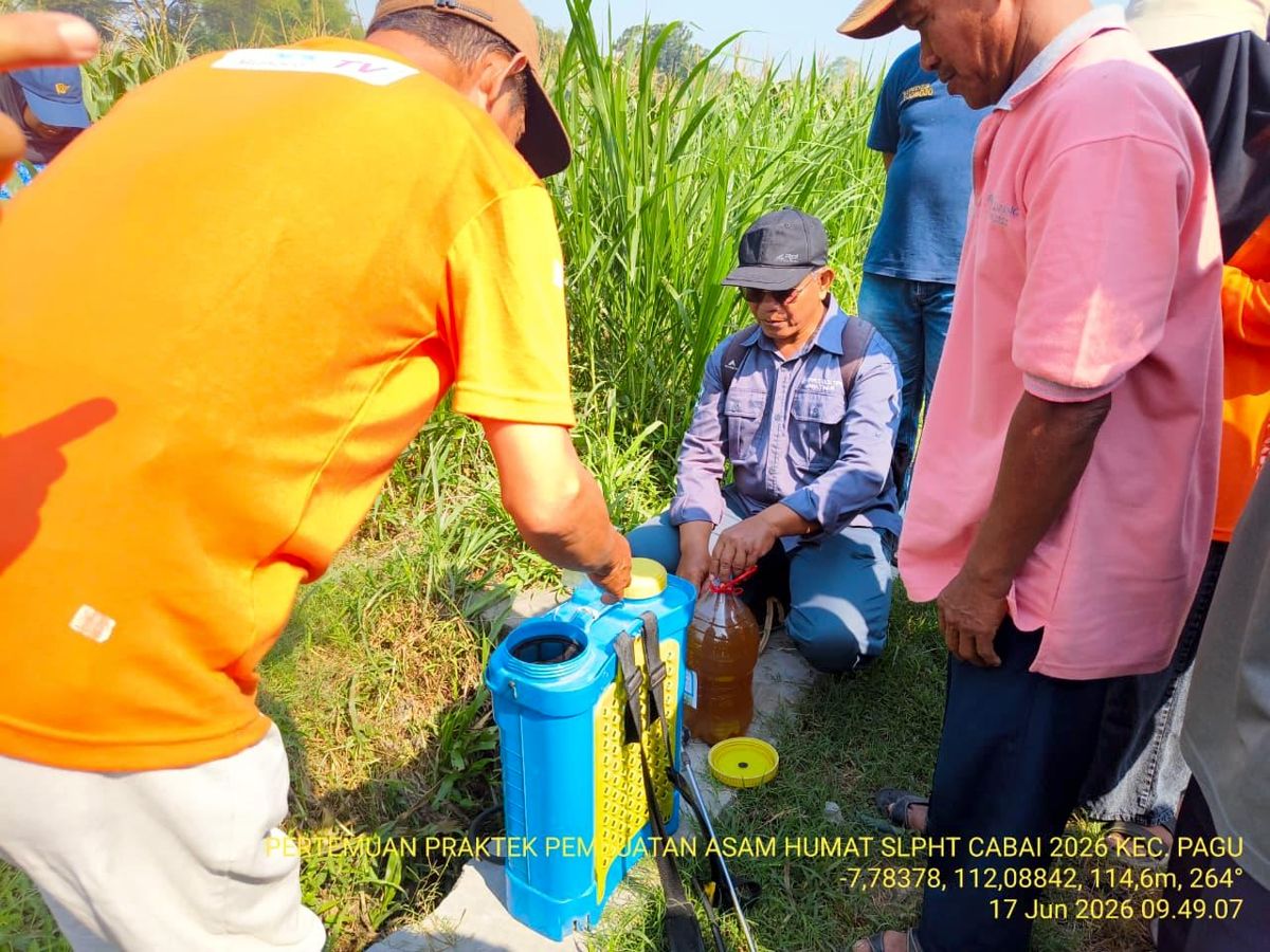 Mahasiswa PSDKU Universitas Brawijaya Kediri Ikuti Praktik Pembuatan Asam Humat pada Sekolah Lapang PHT Cabai Bersama Petani Desa Menang
