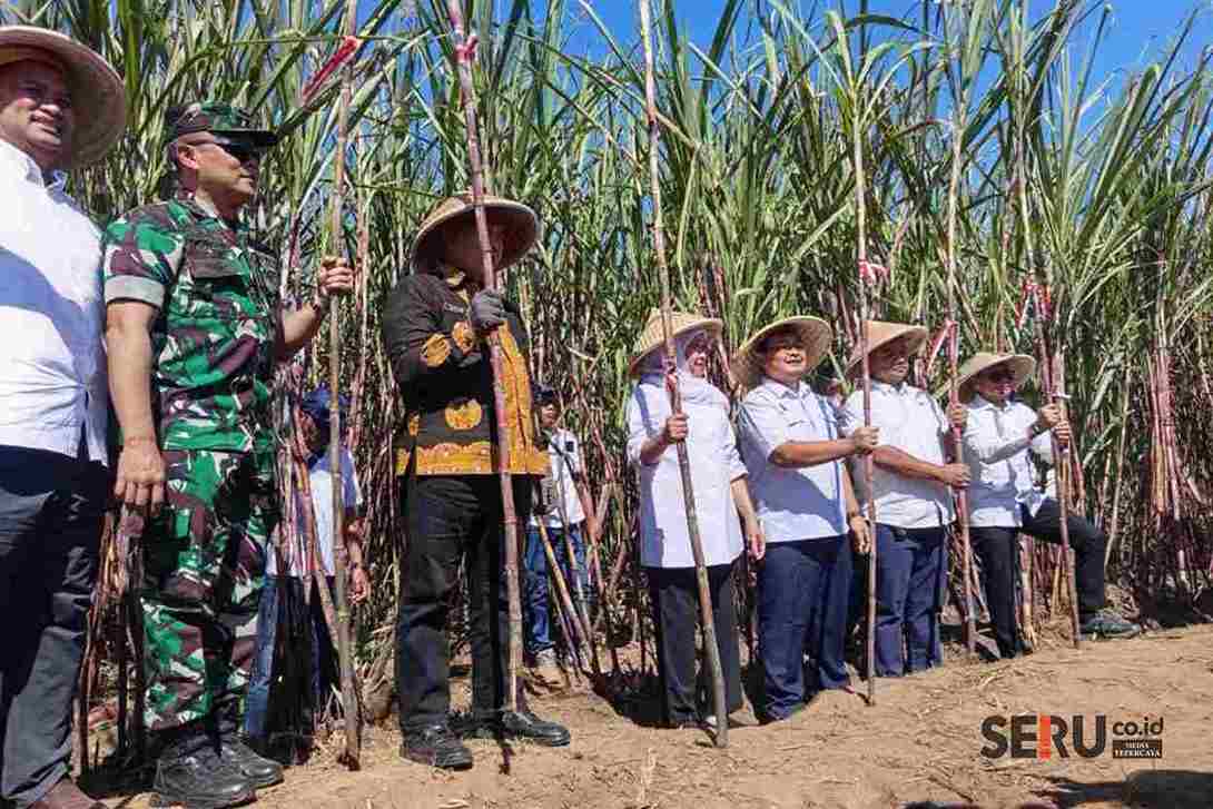 Dukung Swasembada Gula, Gubernur Khofifah Genjot Proses Bongkar Raton di Jatim 1 Dukung Swasembada Gula, Khofifah Genjot Proses Bongkar Raton di Jatim
