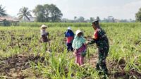 Babinsa Kedungkandang dampingi petani Arjowinangun pemupukan jagung, wujud kemanunggalan TNI-Rakyat Babinsa Kedungkandang Dampingi Petani Arjowinangun Pemupukan Jagung, Wujud Kemanunggalan TNI-Rakyat