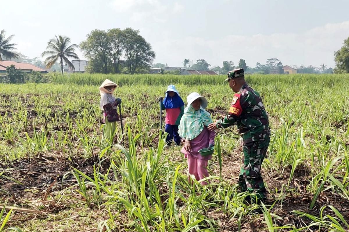 Babinsa Kedungkandang dampingi petani Arjowinangun pemupukan jagung, wujud kemanunggalan TNI-Rakyat Babinsa Kedungkandang Dampingi Petani Arjowinangun Pemupukan Jagung, Wujud Kemanunggalan TNI-Rakyat