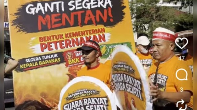 Protes Harga Anjlok, Peternak Ayam 'Mandi Telur' dan Bagi Hasil Ternak