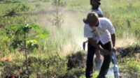 Dinas Pertanian bersama Poktan gelar pengendalian hama secara massal yang dikenal dengan istilah gropyokan.(Seru.co.id/gts) Serangan Hama Tikus Selama Dua Musim Membuat Petani Boyolali Gagal Panen