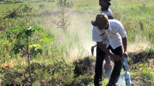 Serangan Hama Tikus Selama Dua Musim Membuat Petani Boyolali Gagal Panen