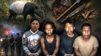Empat Pembunuh Tapir Dilindungi Ditangkap, BKSDA Minta Warga Jangan Bertindak Sendiri