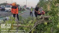 Tim Reaksi Cepat BPBD Boyolali bersama petugas Polsek Banyudono, perwakilan PT Solo Murni, warga setempat, dan relawan turun ke lokasi untuk melakukan penanganan.(Seru.co.id/Ist.) Truk Trailer Ringsek Tertimpa Pohon Tumbang di Jalur Semarang-Solo Boyolali