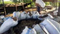 foto PT Tjandi Sewu Baru Hasilkan Minyak Atsiri Daun Cengkeh Berkualitas melalui Penyulingan