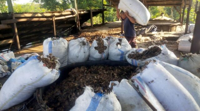 PT Tjandi Sewu Baru Hasilkan Minyak Atsiri Daun Cengkeh Berkualitas melalui Penyulingan