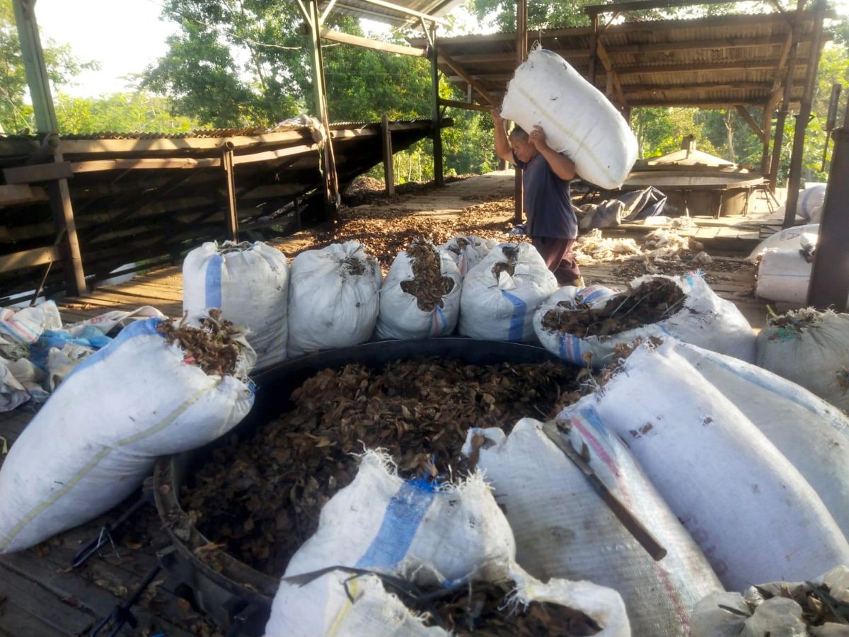 foto PT Tjandi Sewu Baru Hasilkan Minyak Atsiri Daun Cengkeh Berkualitas melalui Penyulingan