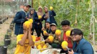 foto1 Mahasiswa PSDKU Universitas Brawijaya Kediri Ikut Serta dalam Kegiatan Pemanenan Melon Golden Langkawi di UPT PATPH Lebo Kabupaten Sidoarjo Melalui Program MBKM