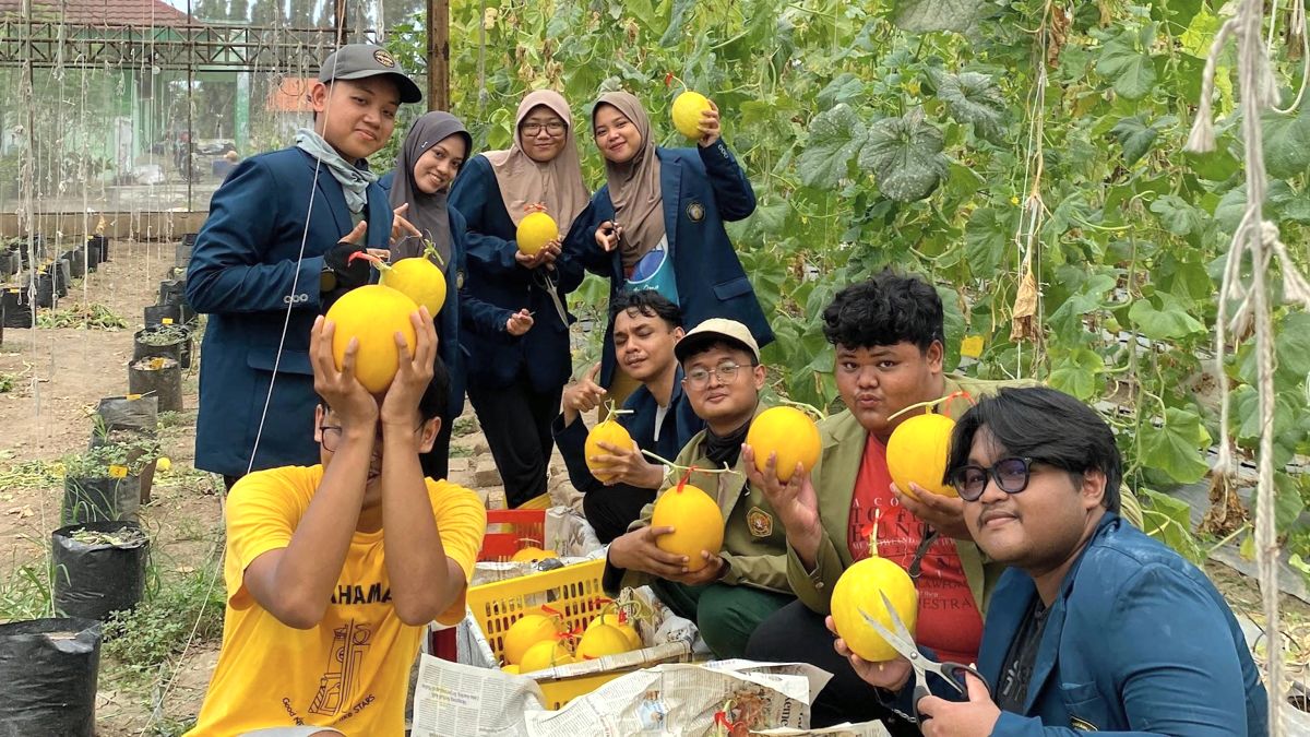 foto1 Mahasiswa PSDKU Universitas Brawijaya Kediri Ikut Serta dalam Kegiatan Pemanenan Melon Golden Langkawi di UPT PATPH Lebo Kabupaten Sidoarjo Melalui Program MBKM